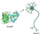 科学家开发出迄今为止用于神经成像的最快的钙指示剂