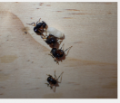 袋鼠岛蚂蚁装死以躲避捕食者