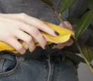 香蕉皮是健康植物的秘诀